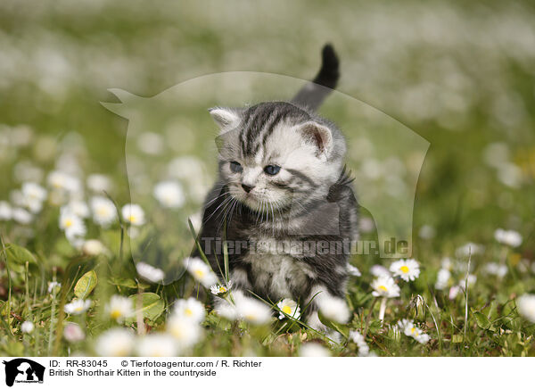 Britisch Kurzhaar Ktzchen im Grnen / British Shorthair Kitten in the countryside / RR-83045