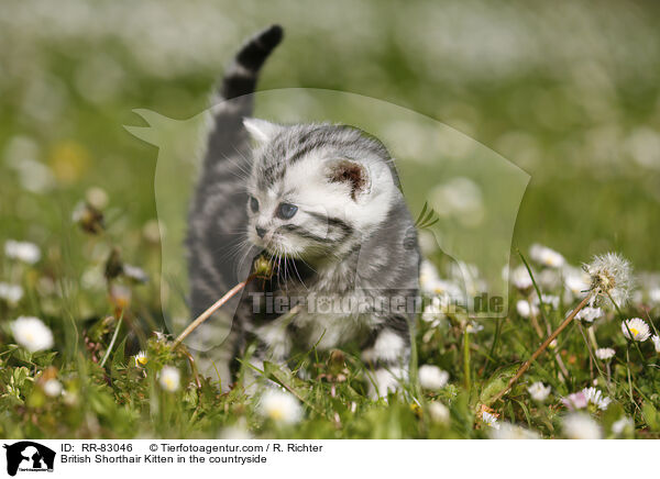 Britisch Kurzhaar Ktzchen im Grnen / British Shorthair Kitten in the countryside / RR-83046