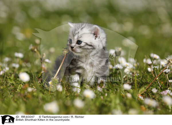 Britisch Kurzhaar Ktzchen im Grnen / British Shorthair Kitten in the countryside / RR-83047