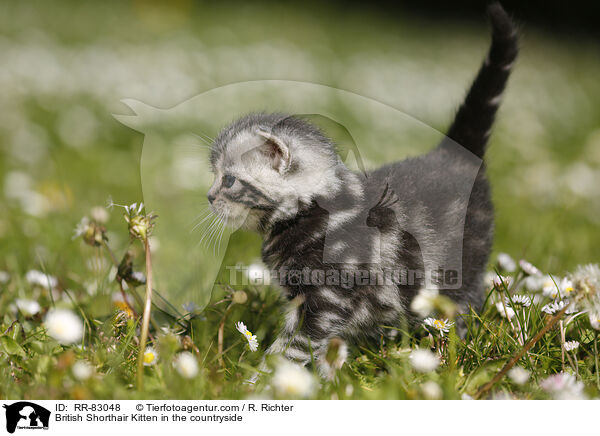 Britisch Kurzhaar Ktzchen im Grnen / British Shorthair Kitten in the countryside / RR-83048