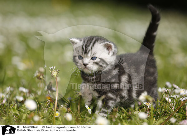 Britisch Kurzhaar Ktzchen im Grnen / British Shorthair Kitten in the countryside / RR-83049