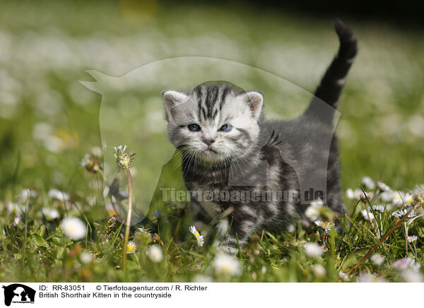 Britisch Kurzhaar Ktzchen im Grnen / British Shorthair Kitten in the countryside / RR-83051