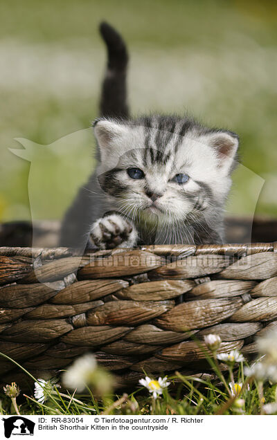 Britisch Kurzhaar Ktzchen im Grnen / British Shorthair Kitten in the countryside / RR-83054