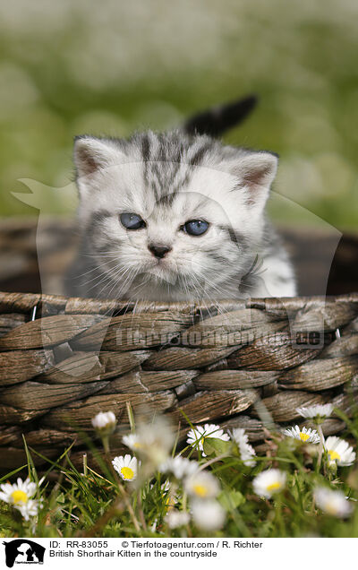 Britisch Kurzhaar Ktzchen im Grnen / British Shorthair Kitten in the countryside / RR-83055