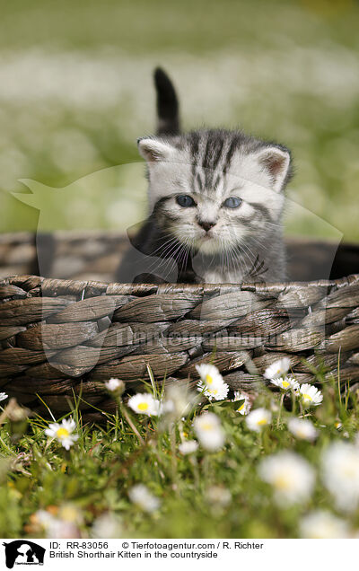 Britisch Kurzhaar Ktzchen im Grnen / British Shorthair Kitten in the countryside / RR-83056