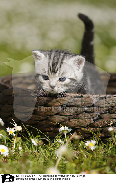 Britisch Kurzhaar Ktzchen im Grnen / British Shorthair Kitten in the countryside / RR-83057