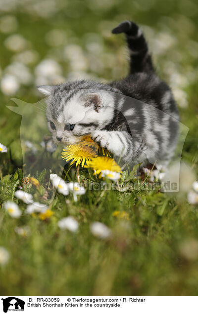 Britisch Kurzhaar Ktzchen im Grnen / British Shorthair Kitten in the countryside / RR-83059