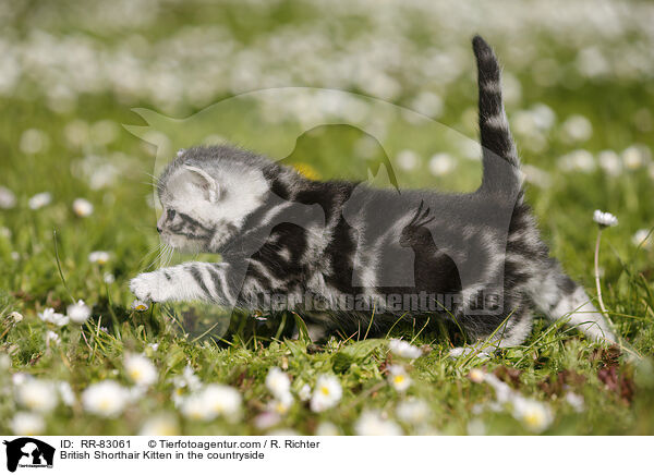 Britisch Kurzhaar Ktzchen im Grnen / British Shorthair Kitten in the countryside / RR-83061