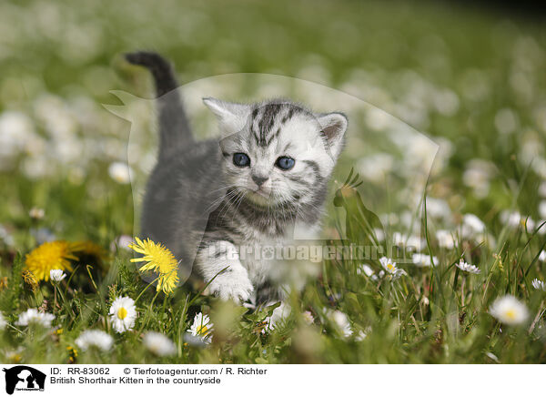 Britisch Kurzhaar Ktzchen im Grnen / British Shorthair Kitten in the countryside / RR-83062