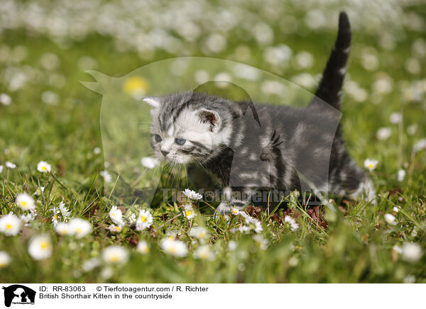 Britisch Kurzhaar Ktzchen im Grnen / British Shorthair Kitten in the countryside / RR-83063
