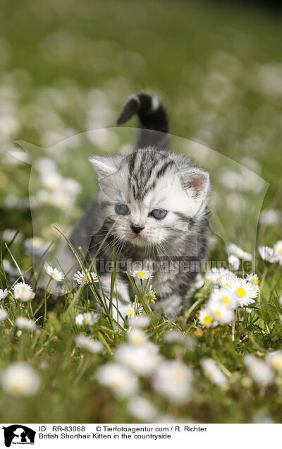 Britisch Kurzhaar Ktzchen im Grnen / British Shorthair Kitten in the countryside / RR-83068