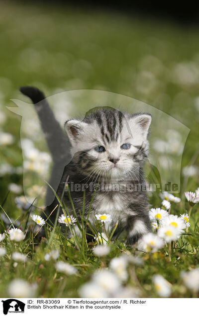 Britisch Kurzhaar Ktzchen im Grnen / British Shorthair Kitten in the countryside / RR-83069