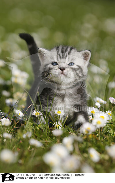 Britisch Kurzhaar Ktzchen im Grnen / British Shorthair Kitten in the countryside / RR-83070