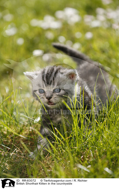 Britisch Kurzhaar Ktzchen im Grnen / British Shorthair Kitten in the countryside / RR-83072