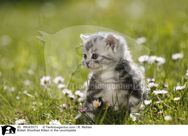 Britisch Kurzhaar Ktzchen im Grnen / British Shorthair Kitten in the countryside / RR-83073