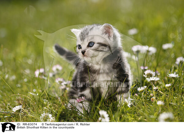 Britisch Kurzhaar Ktzchen im Grnen / British Shorthair Kitten in the countryside / RR-83074