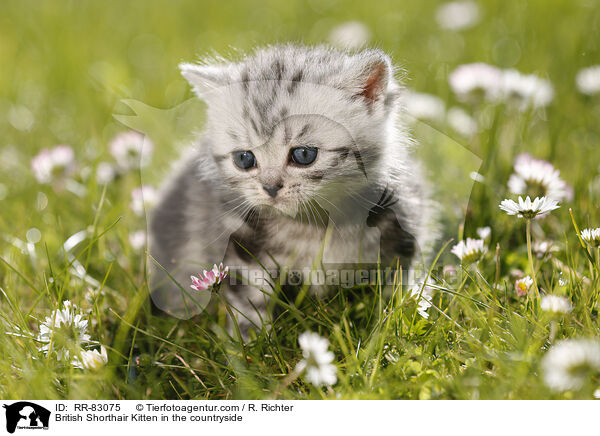 Britisch Kurzhaar Ktzchen im Grnen / British Shorthair Kitten in the countryside / RR-83075