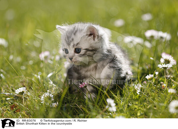Britisch Kurzhaar Ktzchen im Grnen / British Shorthair Kitten in the countryside / RR-83076