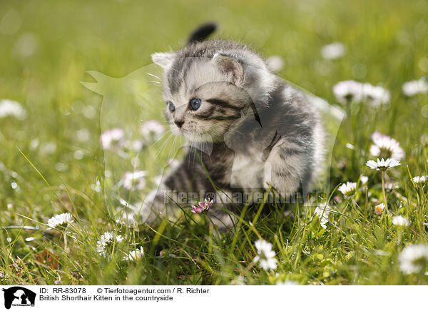 Britisch Kurzhaar Ktzchen im Grnen / British Shorthair Kitten in the countryside / RR-83078
