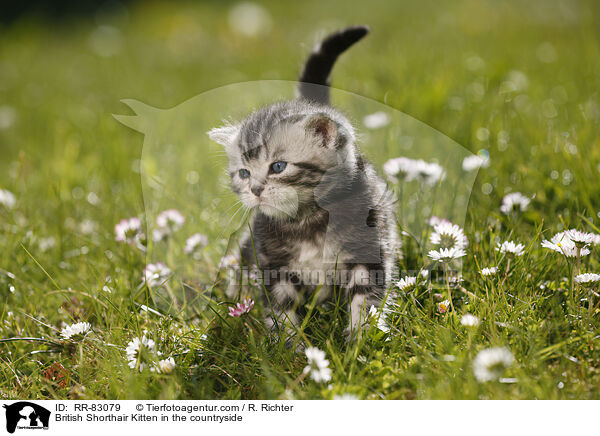 Britisch Kurzhaar Ktzchen im Grnen / British Shorthair Kitten in the countryside / RR-83079