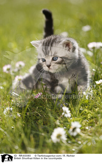 Britisch Kurzhaar Ktzchen im Grnen / British Shorthair Kitten in the countryside / RR-83080