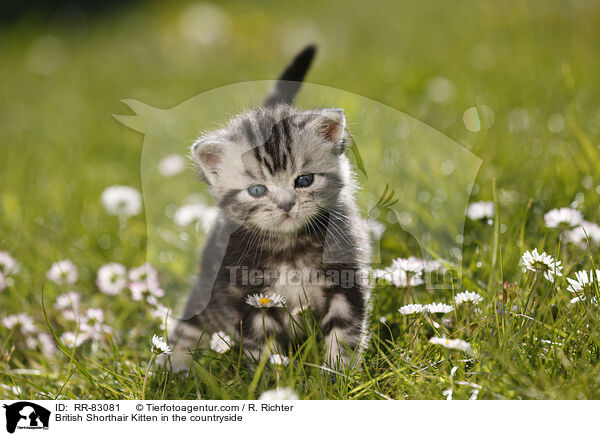 Britisch Kurzhaar Ktzchen im Grnen / British Shorthair Kitten in the countryside / RR-83081