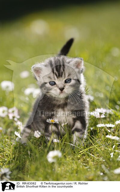 Britisch Kurzhaar Ktzchen im Grnen / British Shorthair Kitten in the countryside / RR-83082