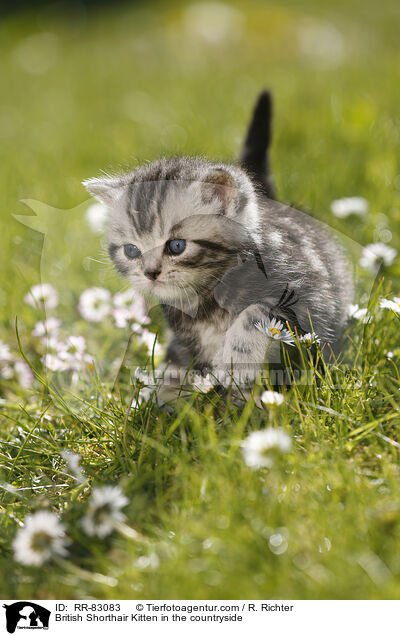 Britisch Kurzhaar Ktzchen im Grnen / British Shorthair Kitten in the countryside / RR-83083