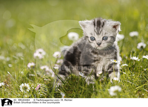 Britisch Kurzhaar Ktzchen im Grnen / British Shorthair Kitten in the countryside / RR-83084