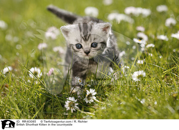 Britisch Kurzhaar Ktzchen im Grnen / British Shorthair Kitten in the countryside / RR-83085