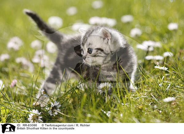 Britisch Kurzhaar Ktzchen im Grnen / British Shorthair Kitten in the countryside / RR-83086