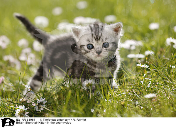 Britisch Kurzhaar Ktzchen im Grnen / British Shorthair Kitten in the countryside / RR-83087
