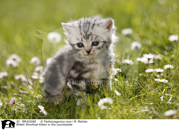 Britisch Kurzhaar Ktzchen im Grnen / British Shorthair Kitten in the countryside / RR-83088
