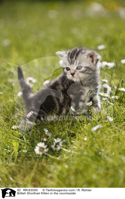 Britisch Kurzhaar Ktzchen im Grnen / British Shorthair Kitten in the countryside / RR-83090