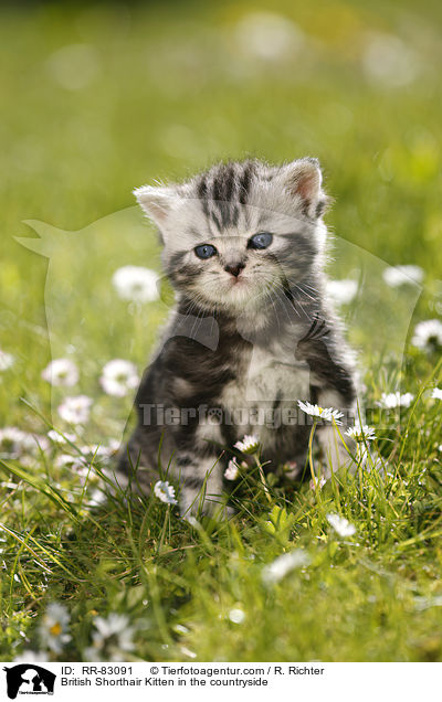 Britisch Kurzhaar Ktzchen im Grnen / British Shorthair Kitten in the countryside / RR-83091