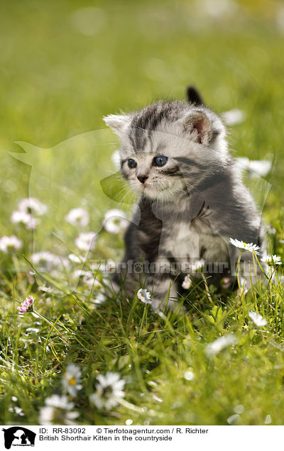 Britisch Kurzhaar Ktzchen im Grnen / British Shorthair Kitten in the countryside / RR-83092