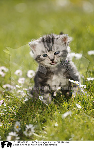 Britisch Kurzhaar Ktzchen im Grnen / British Shorthair Kitten in the countryside / RR-83093