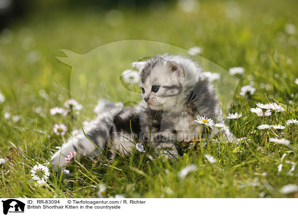 Britisch Kurzhaar Ktzchen im Grnen / British Shorthair Kitten in the countryside / RR-83094