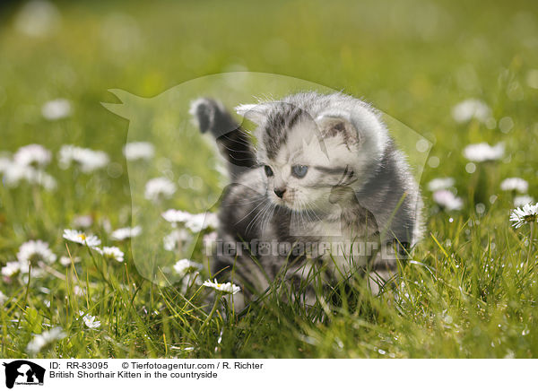 Britisch Kurzhaar Ktzchen im Grnen / British Shorthair Kitten in the countryside / RR-83095