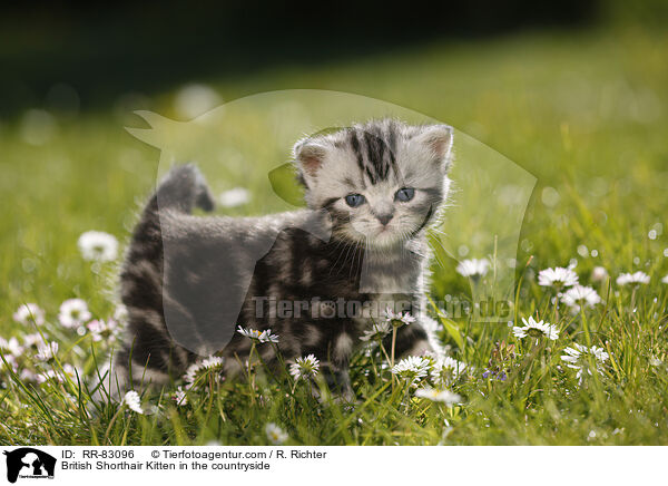 Britisch Kurzhaar Ktzchen im Grnen / British Shorthair Kitten in the countryside / RR-83096