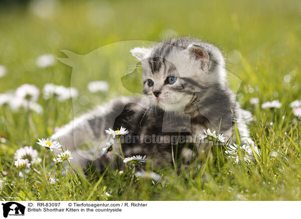 Britisch Kurzhaar Ktzchen im Grnen / British Shorthair Kitten in the countryside / RR-83097