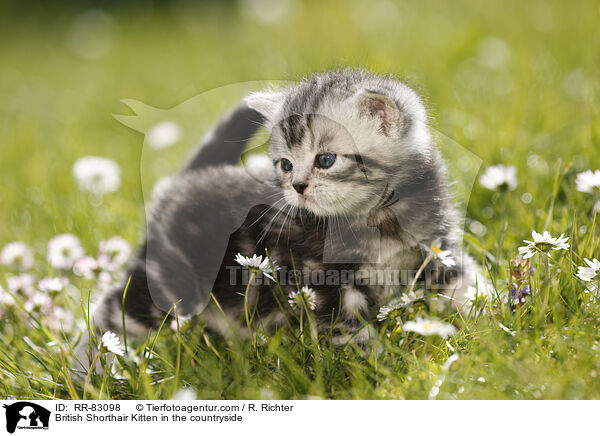Britisch Kurzhaar Ktzchen im Grnen / British Shorthair Kitten in the countryside / RR-83098