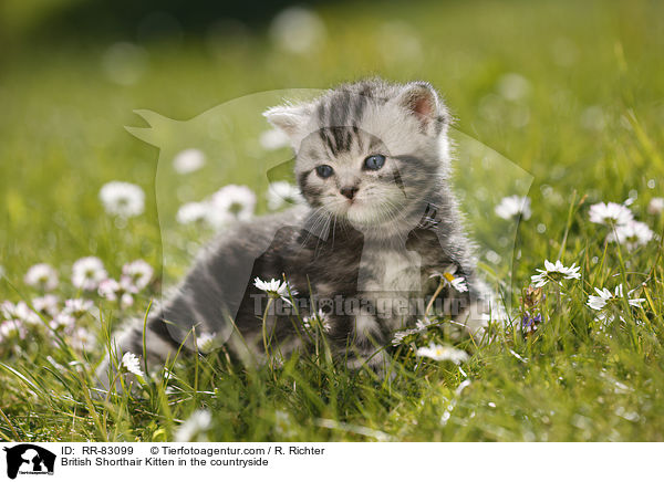 Britisch Kurzhaar Ktzchen im Grnen / British Shorthair Kitten in the countryside / RR-83099