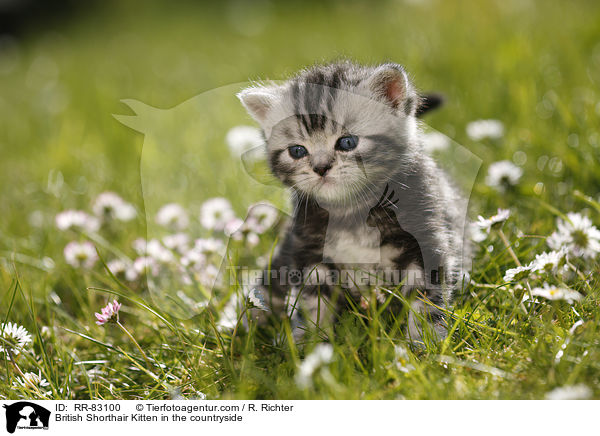 Britisch Kurzhaar Ktzchen im Grnen / British Shorthair Kitten in the countryside / RR-83100