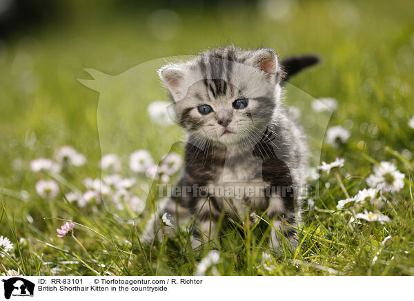 Britisch Kurzhaar Ktzchen im Grnen / British Shorthair Kitten in the countryside / RR-83101