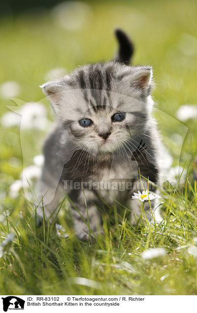 Britisch Kurzhaar Ktzchen im Grnen / British Shorthair Kitten in the countryside / RR-83102
