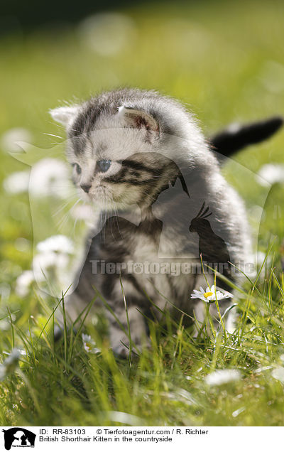 Britisch Kurzhaar Ktzchen im Grnen / British Shorthair Kitten in the countryside / RR-83103