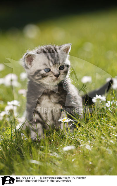 Britisch Kurzhaar Ktzchen im Grnen / British Shorthair Kitten in the countryside / RR-83104