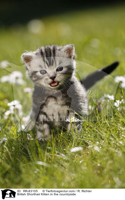 Britisch Kurzhaar Ktzchen im Grnen / British Shorthair Kitten in the countryside / RR-83105