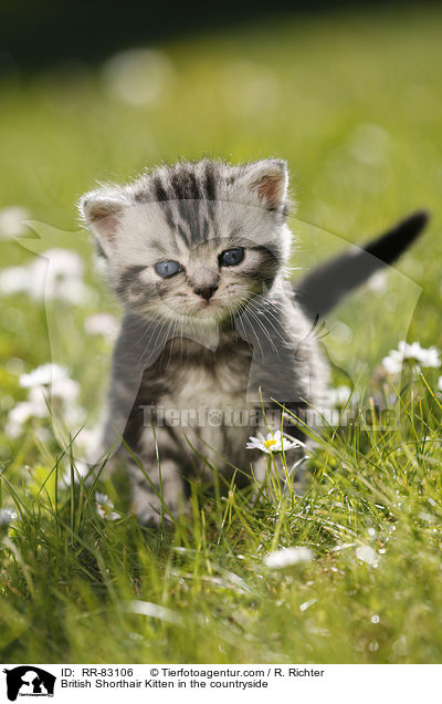 Britisch Kurzhaar Ktzchen im Grnen / British Shorthair Kitten in the countryside / RR-83106